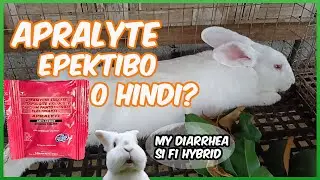 Rabbit Farming | Apralyte Epektibo O Hindi Sa May Diarrhea Na Rabbit