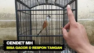 CARA MELATIH CENDET MH AGAR BUNYI SAAT DI GODA TANGAN❗