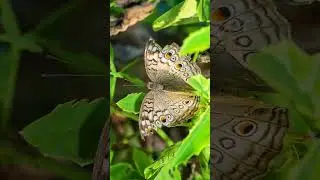 Butterfly - Macro Photography