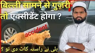 What Happens If a Cat Crosses Your Path? The Truth Revealed! बिल्ली का रस्ता काटना अच्छा है या बुरा 