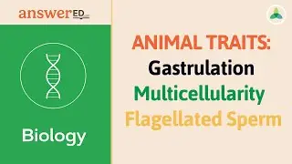 Animal Traits: Gastrulation, Multicellularity & Flagellated Sperm