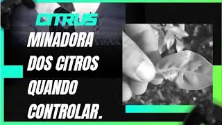 como e quanto  fazer o controle da larva minadora citrus.
