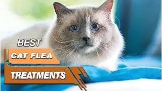 5 Best Cat Flea Treatments Review in 2023 - Worth Buying Today