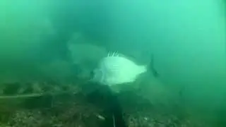 Underwater footage at Woody Point Jetty -  Attack of the Flathead