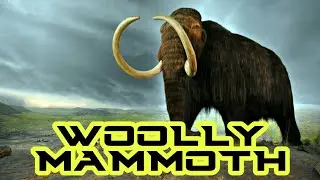 Woolly Mammoth | ice age elephant | IFTHIQUAR & THAYAN | RARE VIDEO VIEWS