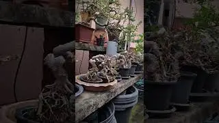 #ConceptPRO🌲🌲🌲#Bonsai_By_PRO🌳🌳🌳#BonsaiThailand🇹🇭🇹🇭🇹🇭#Bonsai🌿🌿🌿 #video🌼🌼🌼#hot💐💐💐 #disign🌺🌺🌺