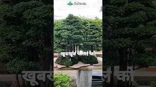 Most Expensive Tree in the World