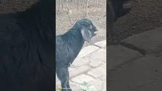 #save animal #😭😭😭😭😭