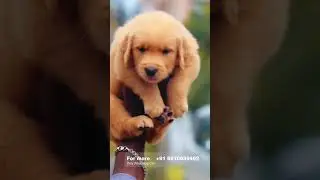 Quality Golden Retriever Puppy for best price 8610639492 #tamil #dog #goldenretriever #dogsales