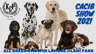 Cacib show in lahore (21 feb) | All breed dogs show