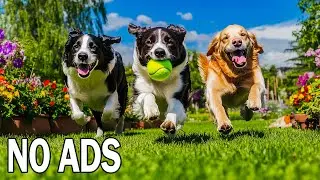 24 HOURS Dog Music 🐶 Calming Music for Dogs & Deep Sleep & Anxiety Relief 🎶 NO ADS