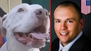Man saves dog: Army veteran Lee Coffman saves pit bull from vicious beatdown in Las Vegas - TomoNews