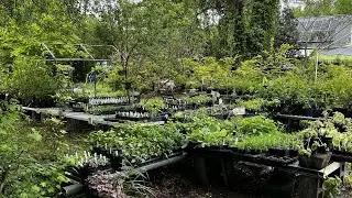 Sassafras Nursery & Herbs | Making It Grow
