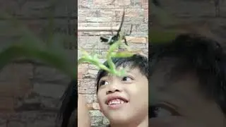 bakabaka VS mantis