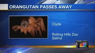 Longtime Salina zoo orangutan dies before surgery