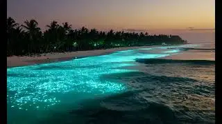 Bioluminescent plankton illuminate the waves on a tropical beach
