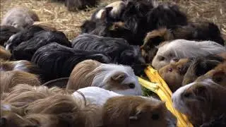 Guinea Pig Taste Test