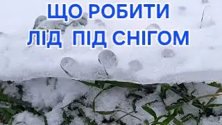ЛІД  НА ПШЕНИЦІ ПАНІКУВАТИ ЧИ НІ ? #агро #агробізнес #фермер #сільськегосподарство #кукурудза #пай 