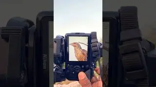 Wildlife Photography 🕊️ || #creative #trending #shorts #birdphotography #photography || @ashitCP