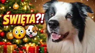 Рождество с бордер-колли 🐶🎄 6 человек, 2 ребенка и&hellip; Монио в центре внимания!