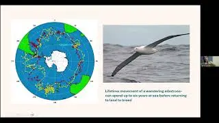 Seabirds -  - 2025 FL SEE Webinar Series
