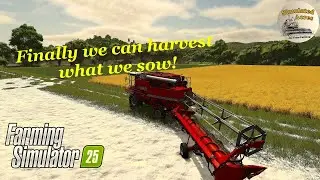 Harvest in full swing! Farming Simulator 25