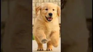 Too Cute to Handle 😍🐾 | This Puppy Stole Every Heart! #Shorts #CuteAnimals #PuppyLove #ViralAnimals