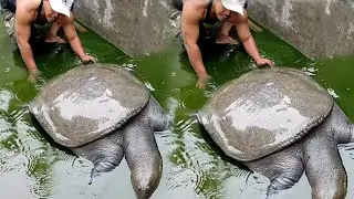 MUNCULNYA SOSOK MONSTER BULUS LABI LABI RAKSASA BERUMUR PULUHAN TAHUN DARI KOLAM HIJAU...!!!