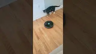 Roomba 675 cleaning in the kitchen.