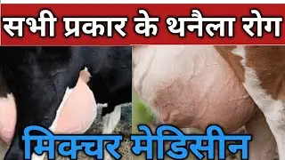 Mastitis Treatment in cow ! Homeopathic Ki mixture medicine!! थनैला रोग का उपचार!