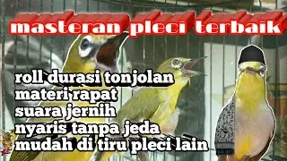 masteran pleci terbaik roll durasi tonjolan