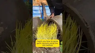 how to make garlic sprouts simple #gardeninggoals #gardeningistherapy #gardeningtips #agroboomerz