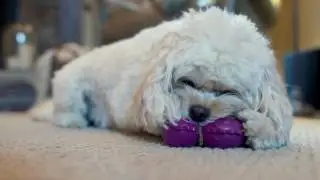 Determined Dog Chewers - Busy Buddy&reg; Turtle and Dinosaur Treat Toys