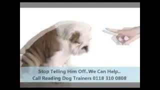 Reading Dog Trainers - Call 0118 310 0808