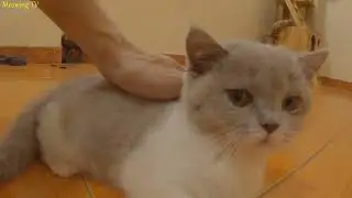 The healing power of cat purrs, helps you reduce stress, relieves psychological stress.