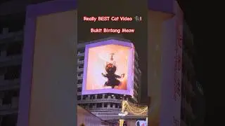 Seen any Nice Cat Videos lately? Check this out!