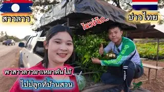 พาสาวลาวมาเหมาต้นไม้ ไปปลูกที่บ้านสวน