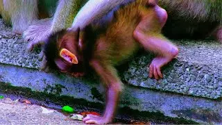 FIVE LITTLE MONKEYS, THE MONKEYS LIFE SO FUNNY ACT FOR EVERYONE