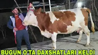 Buxoro arzonchisi Mizrobjon va Ashur akadan yangi partiya sutni yomg'ir qiladiganlari 29.01.2026 г.