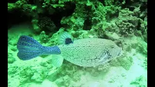 Plongée en Egypte a Marsa-Alam-4K - 9ème video matin du 25 04 2025 plongée a Port Ghalib
