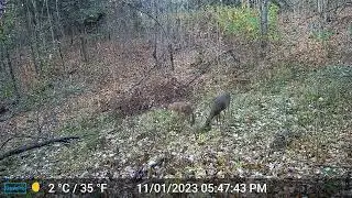 Blind Trail cam