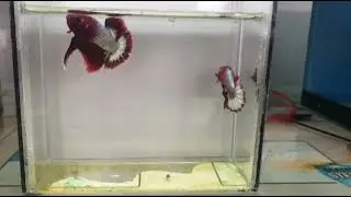 FCCP RED BASE PAIR #bettafish #ikanlaga #bettafishbreeding #breeding #fishtank #aquarium #fish