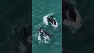 ORCA EXPOSED! The Truth Revealed #underwaterrealm #naturedocumentary  #wildlife