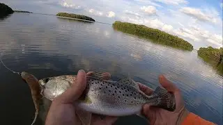 Wade Fishing Tampa Bay grass flats for Trout and Redfish!!!!!