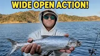 WIDE OPEN Lake Berryessa Trolling for TROUT & SALMON | Blind Squirrel Channel