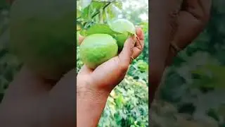 Guava of own tree🍏#rularlife#nature#shorts