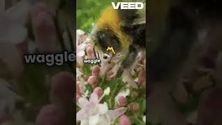 Bees Dance  Nature's Amazing Communication! #climate #climateaction #climatechange #davidattenboroug