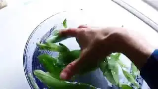 Vi plukker Ramsl&oslash;k!