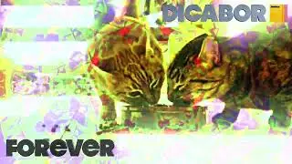 Dicabor - Forever / MOPAD 01