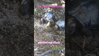 Turtle's mealtime🐢🐢srilanka..subscribe us 🐢🌾